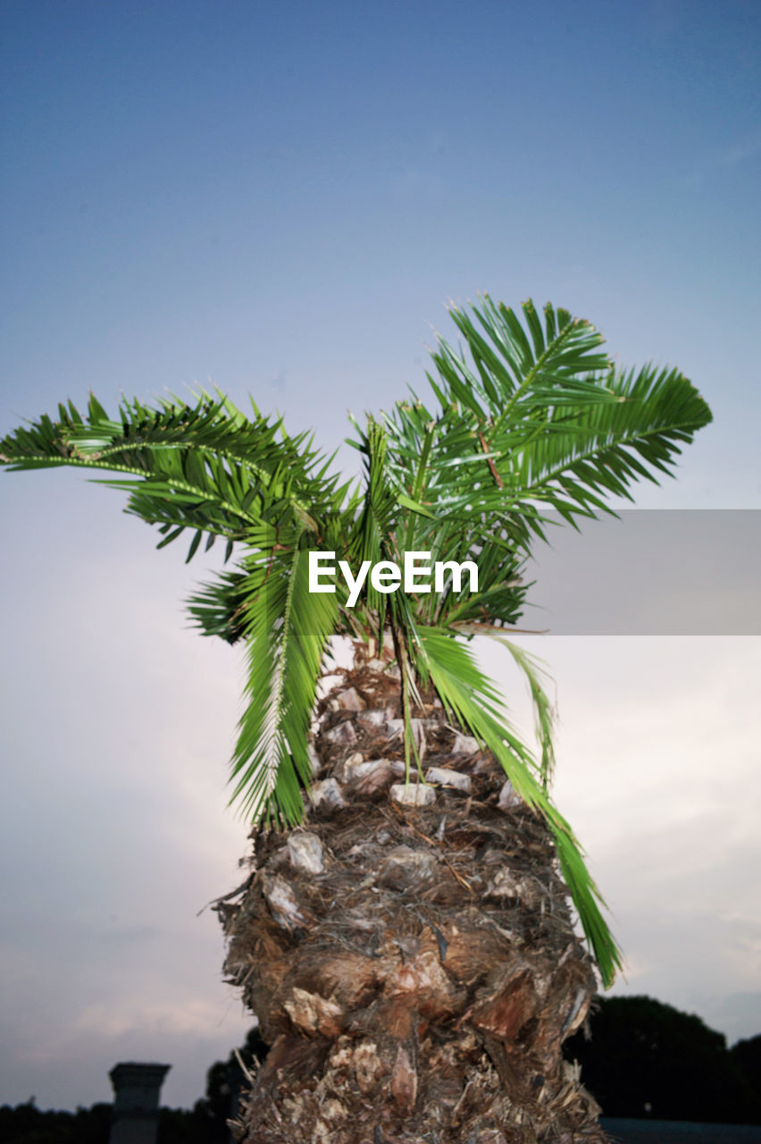 LOW ANGLE VIEW OF COCONUT PALM TREE AGAINST SKY