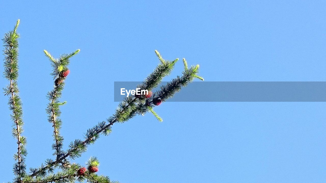 LOW ANGLE VIEW OF CACTUS PLANT AGAINST BLUE SKY