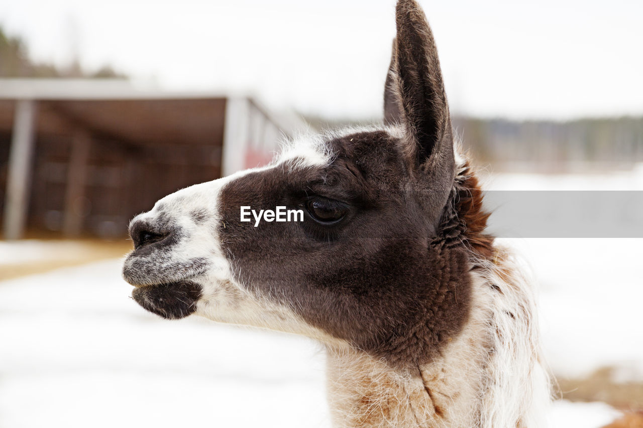 Adult llama in profile on a farm in winter