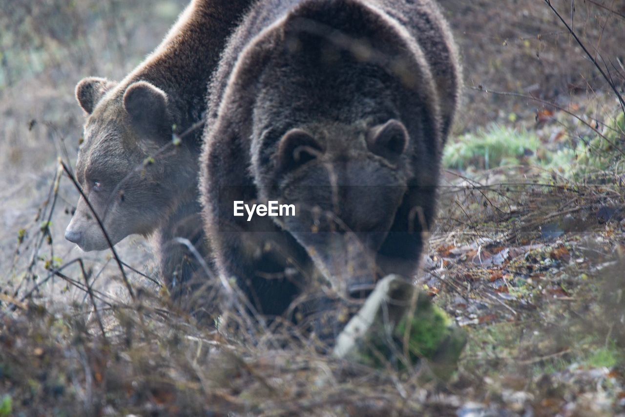 Close-up of bear at forest