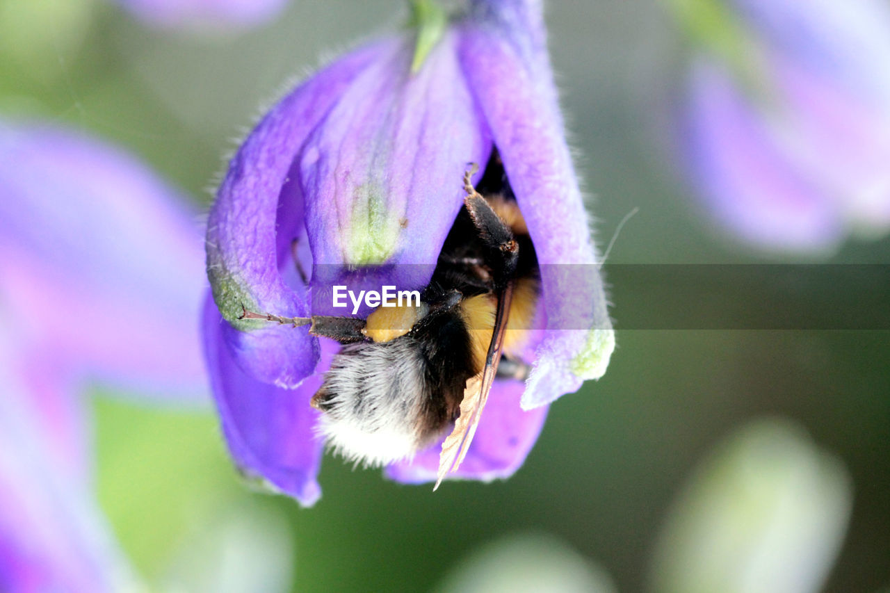 CLOSE-UP OF BEE POLLINATING FLOWER