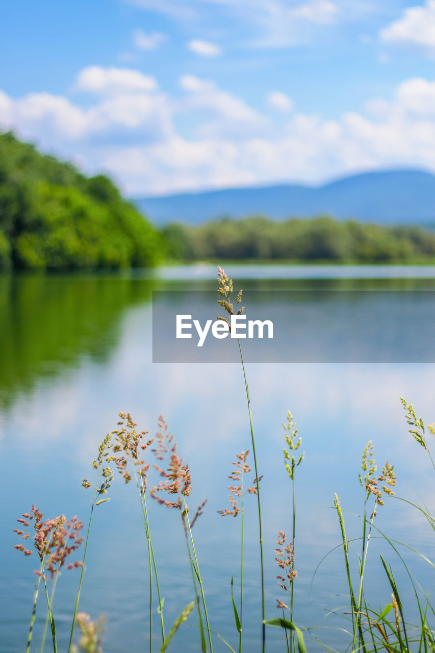 Close-up of flowering plants by lake against sky