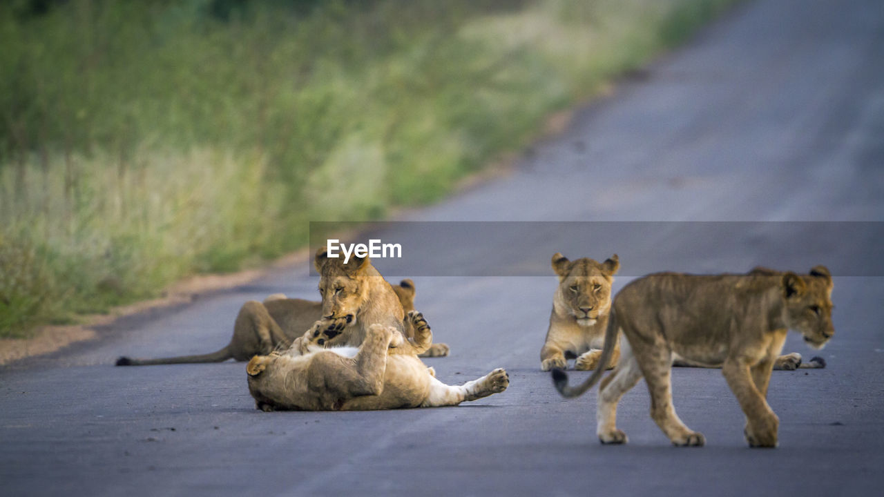 Lion cubs on road