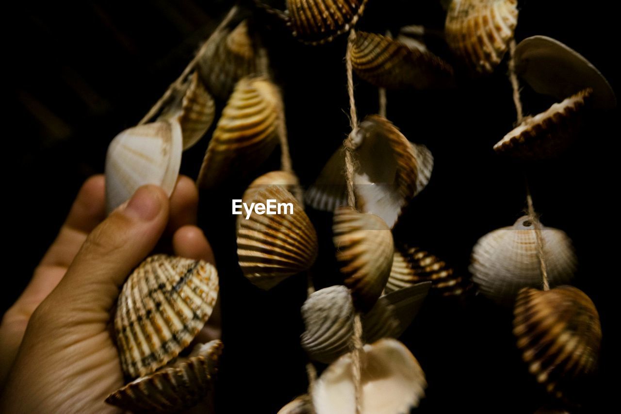 Cropped image of hand holding seashells