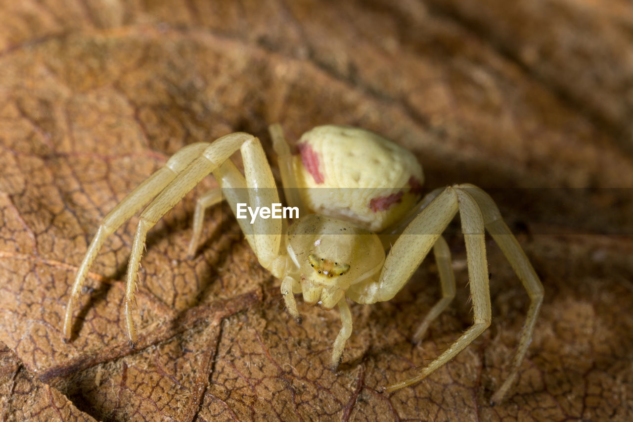 CLOSE-UP OF SPIDER IN THE GROUND