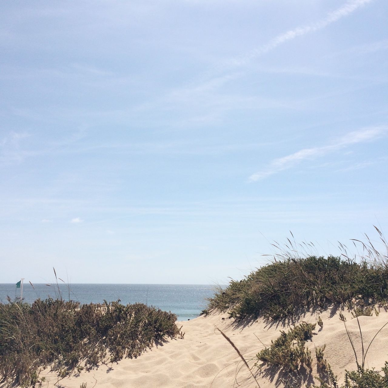 Plants growing on beach against sky