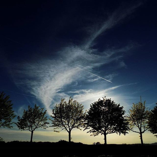 SILHOUETTE OF TREES AT SUNSET