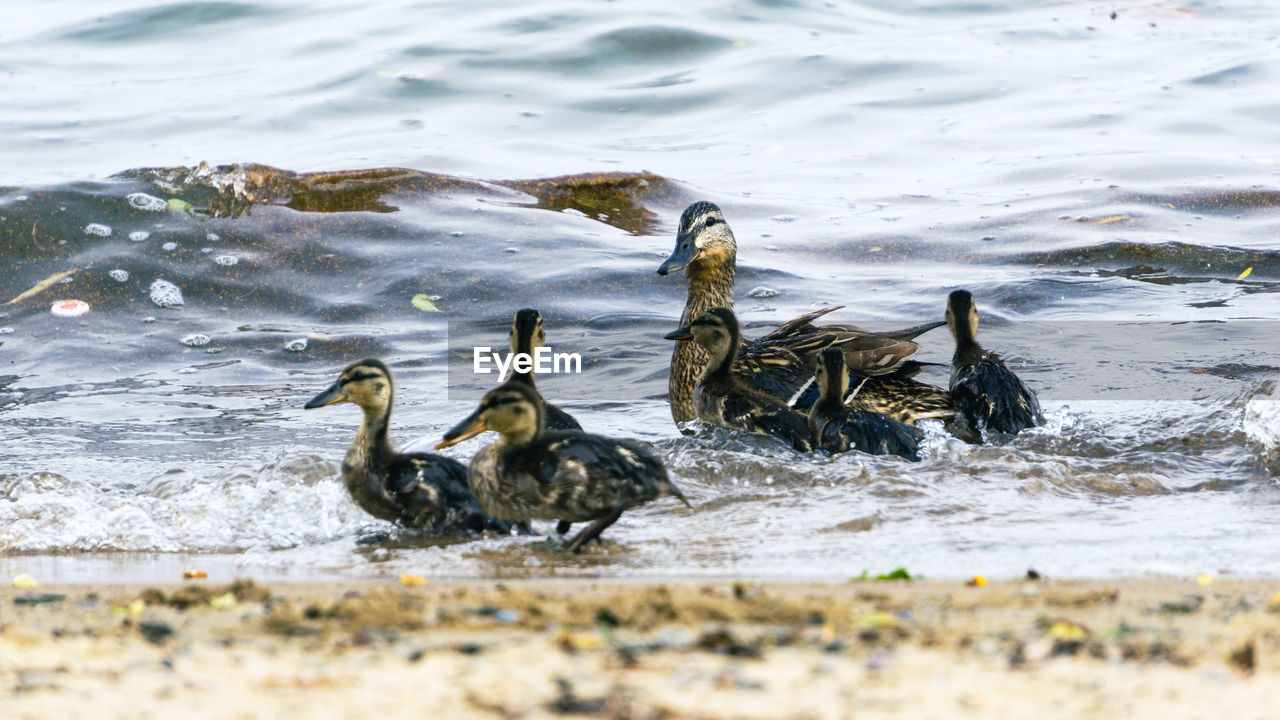 Ducks swimming in lake