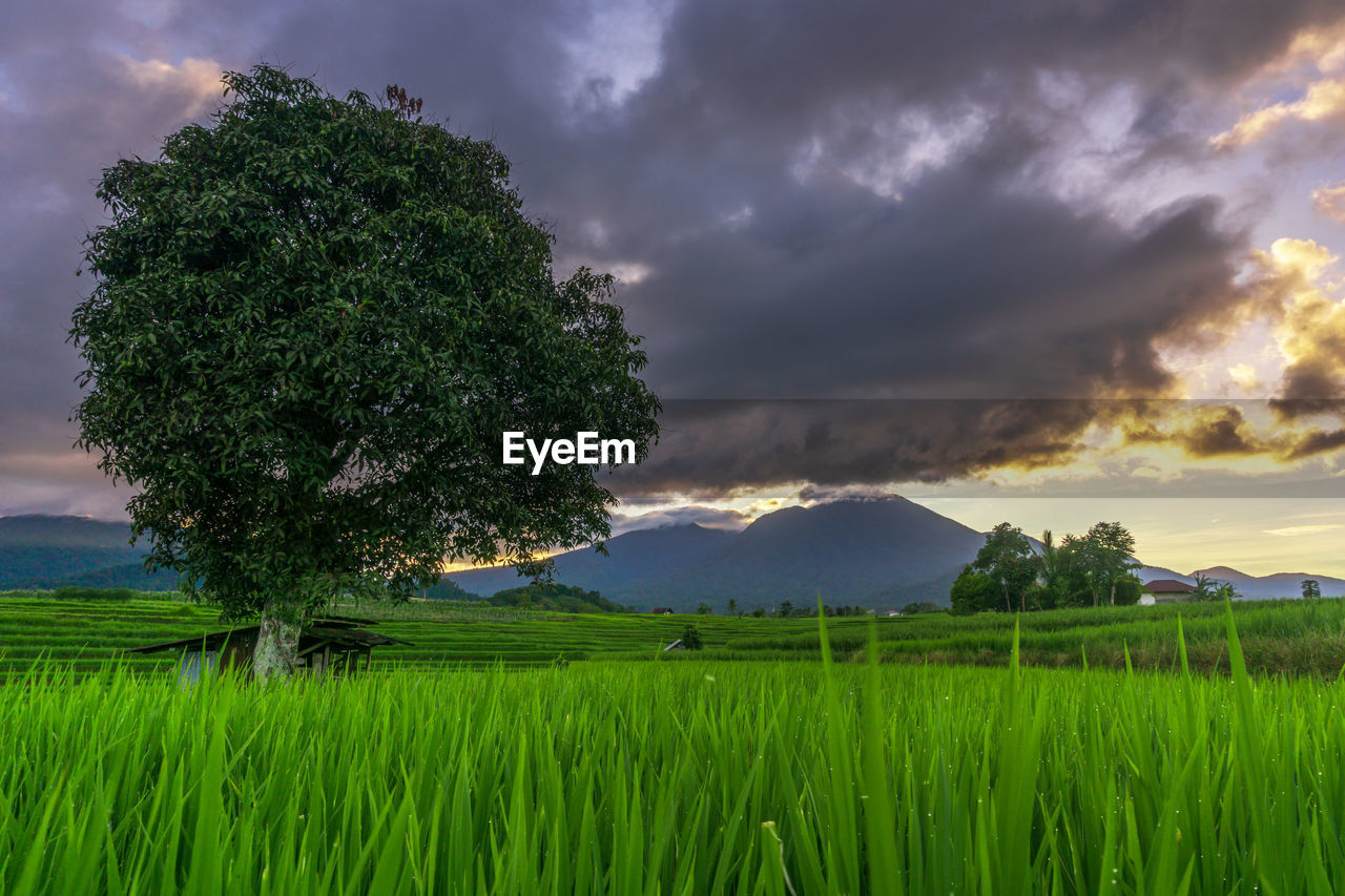 plant, cloud, sky, nature, landscape, environment, field, land, tree, grass, rural scene, green, beauty in nature, agriculture, paddy field, scenics - nature, grassland, crop, plain, horizon, rural area, growth, sunset, meadow, no people, sunlight, outdoors, rice, dramatic sky, rice paddy, cereal plant, mountain, cloudscape, farm, prairie, storm, tranquility, social issues, food, food and drink, environmental conservation, storm cloud, flower, water, dusk, travel, non-urban scene