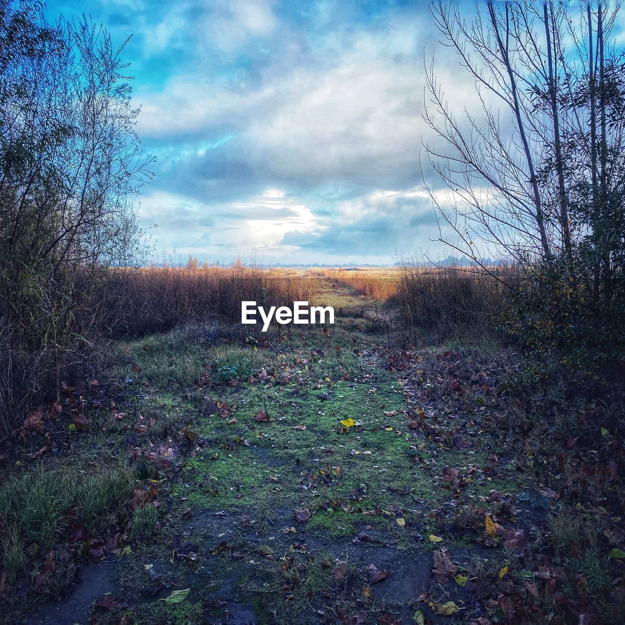 PLANTS GROWING ON LAND AGAINST SKY