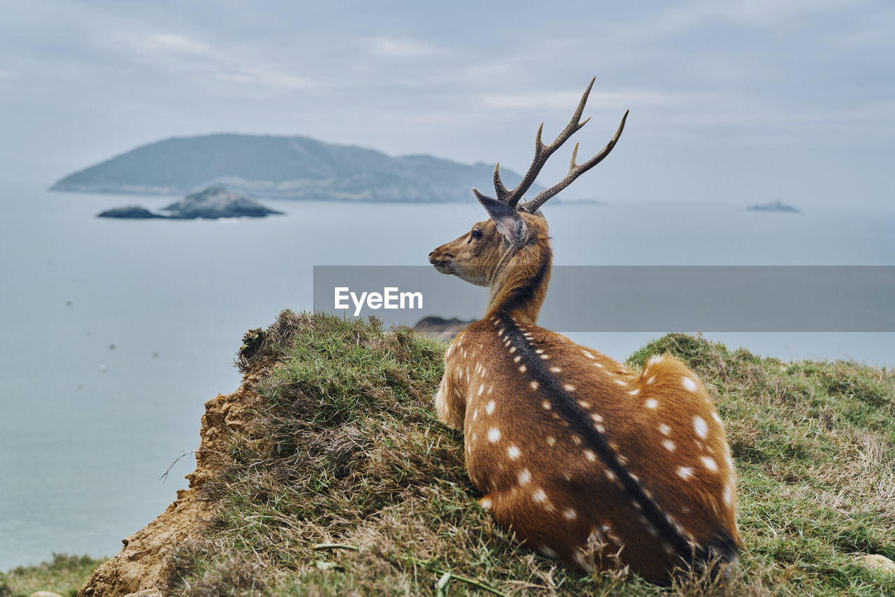 Axis deer looking away while sitting on mountain by sea