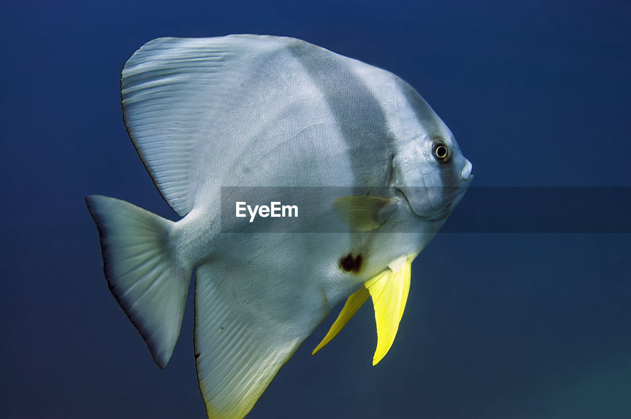 The solitary batfish is a large fish with a flat, shiny body and yellow pectoral fins in close-up. 