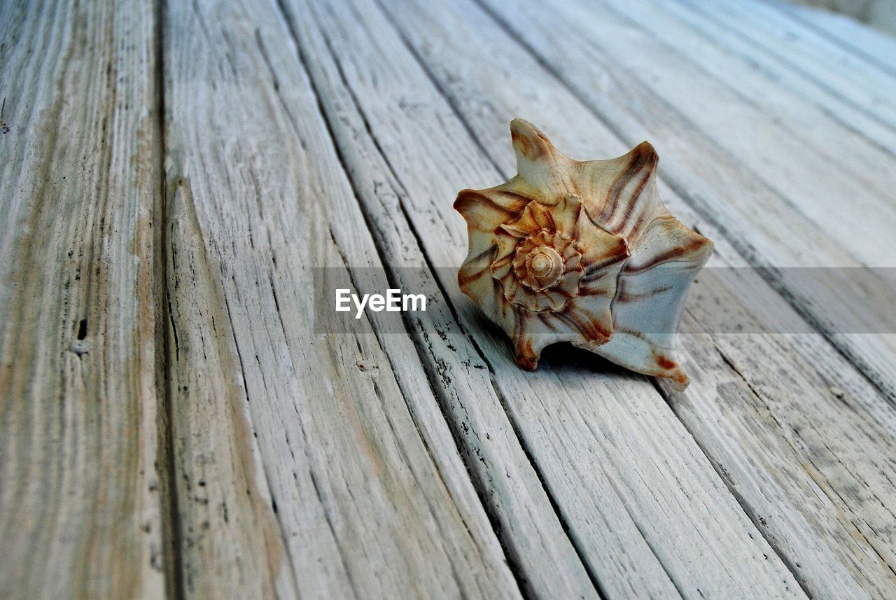 High angle view of a seashell on wooden plank with copy space 