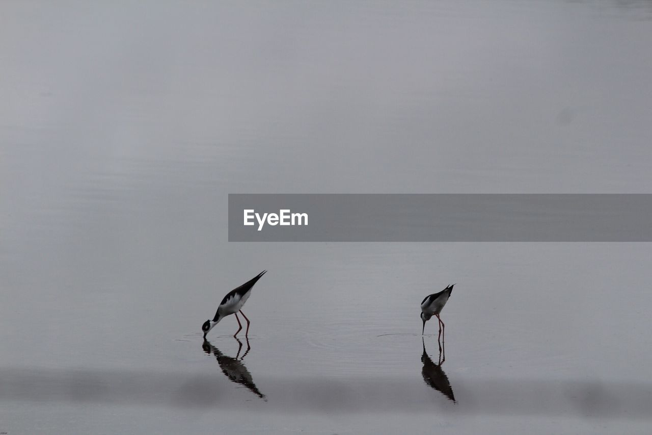 DUCKS SWIMMING ON LAKE