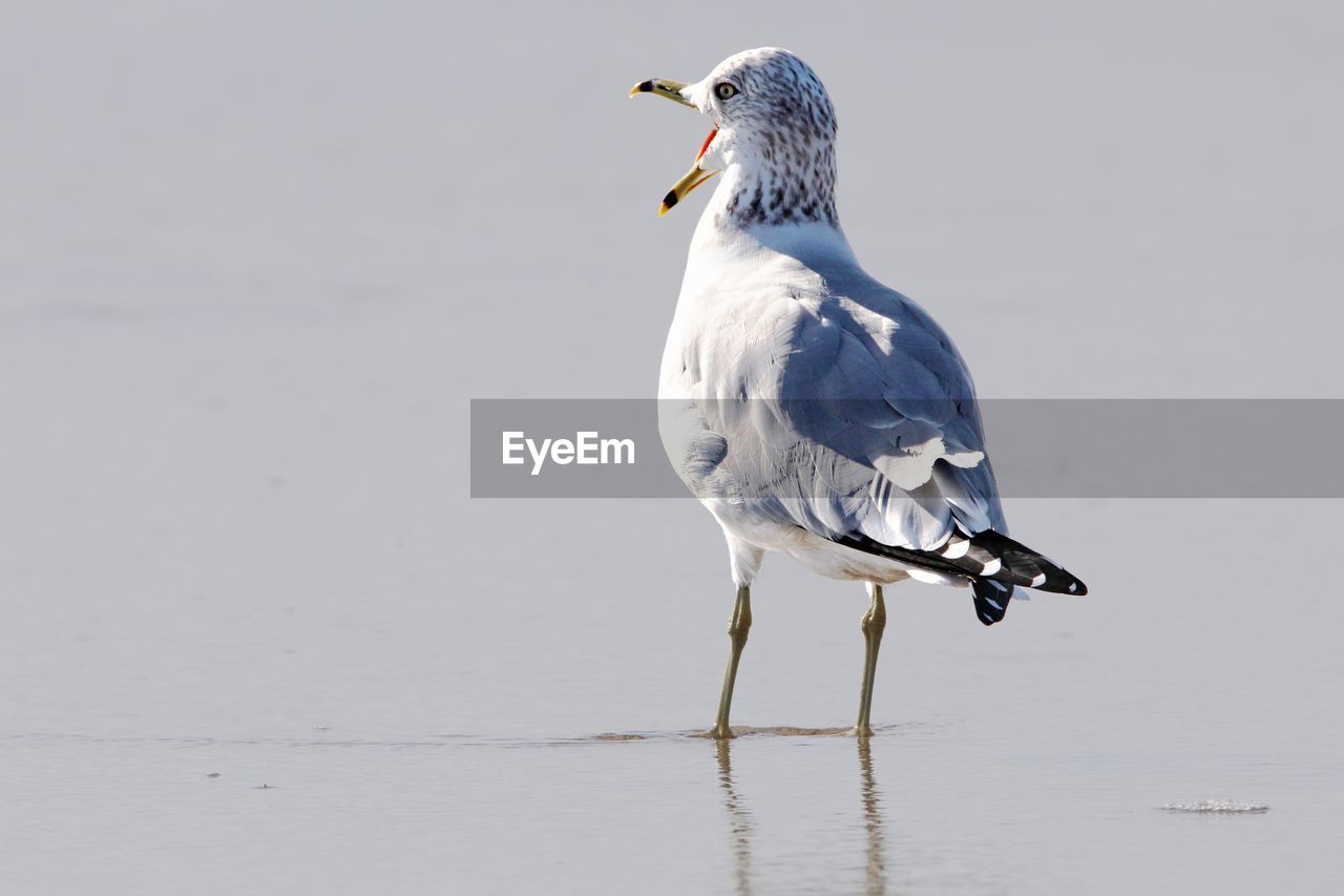 Rear view of seagull at wet beach