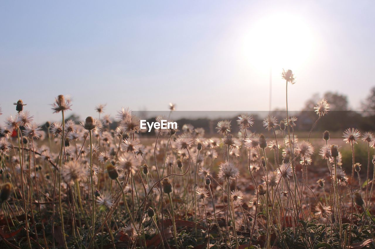 Close-up of plants growing on field against sky