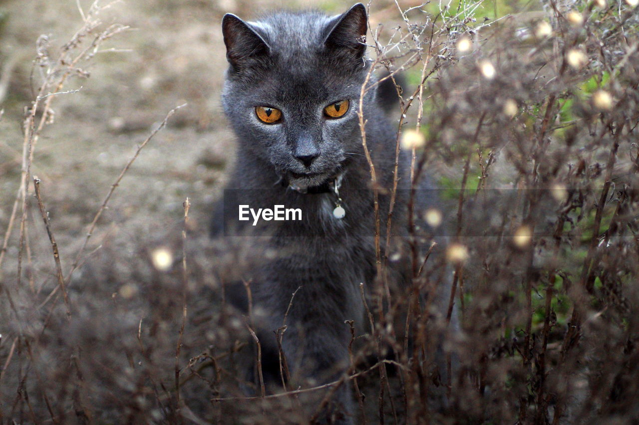 Portrait of grey cat on land