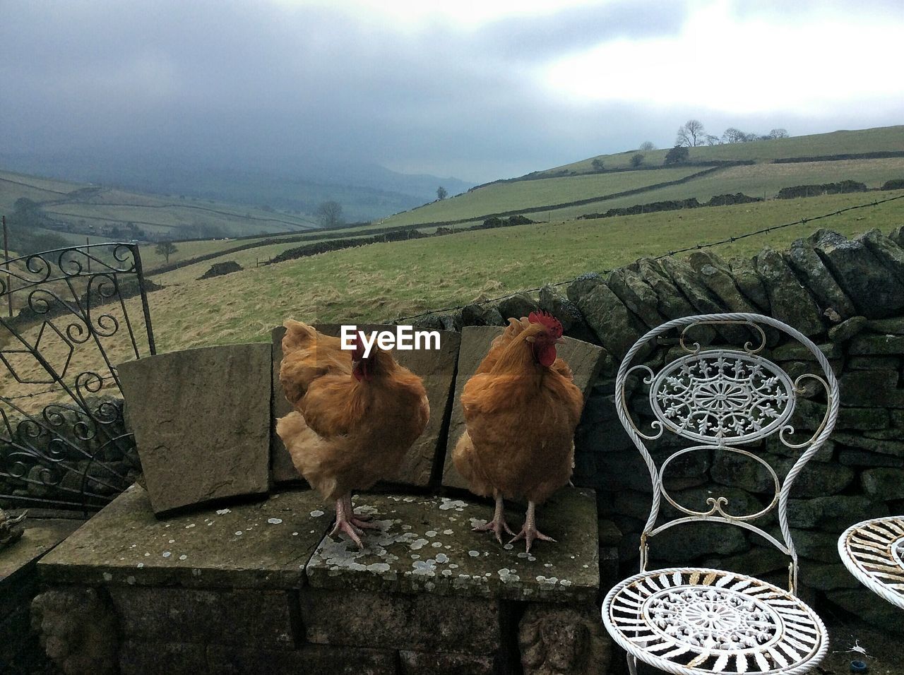 Chickens on table against hill and cloudy sky