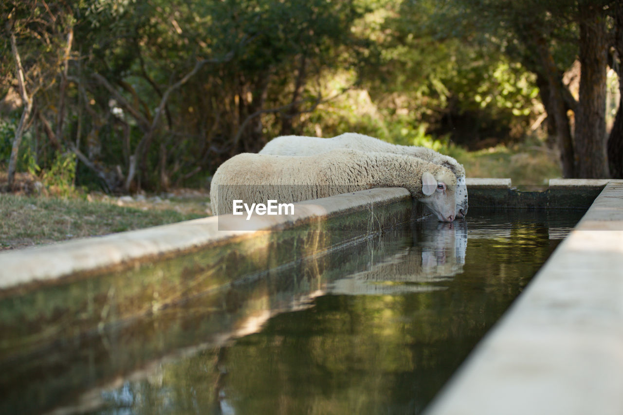 Sheeps drinking water at ranch