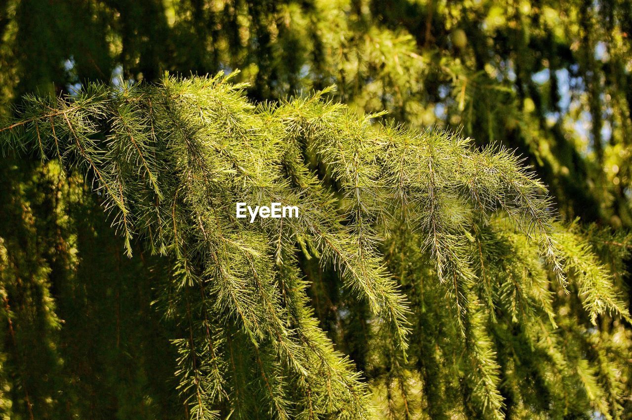 Close-up of pine tree