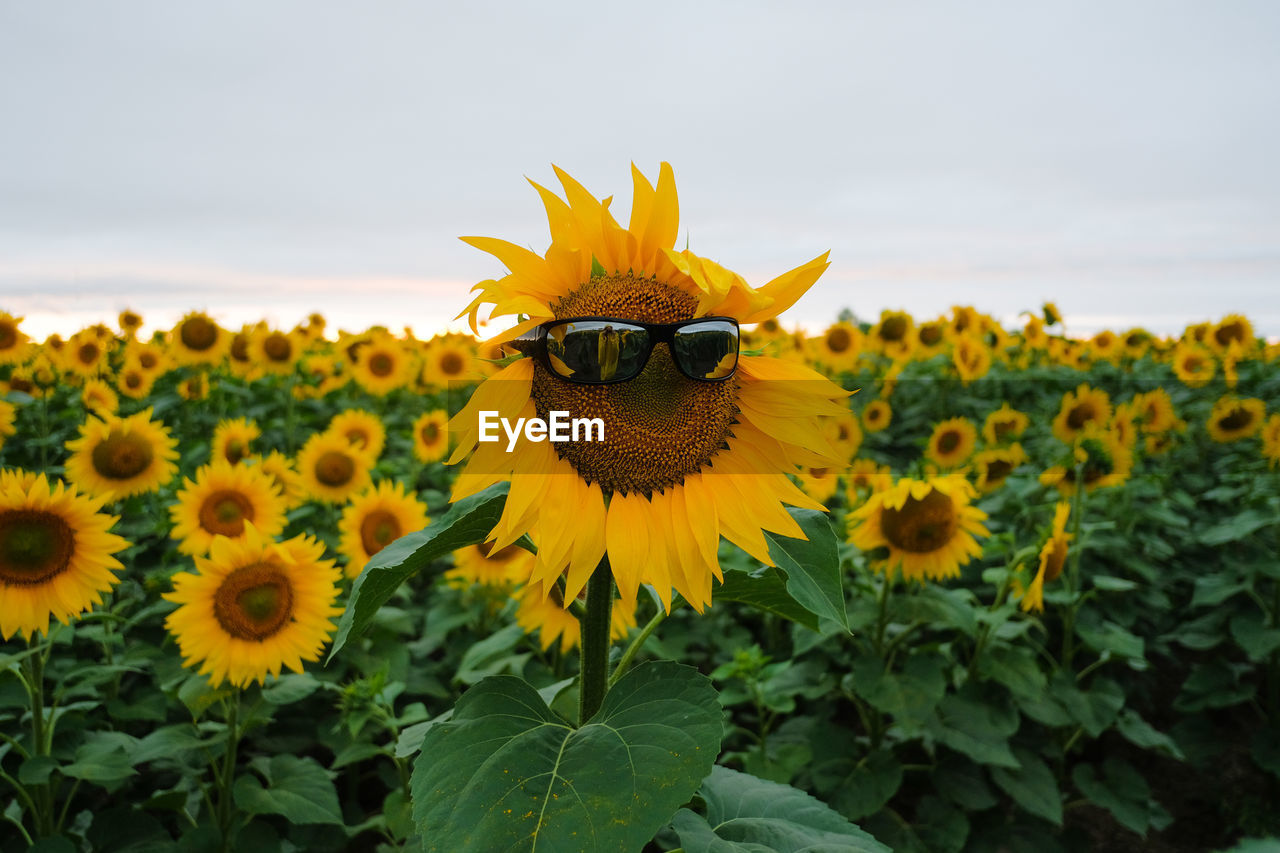 CLOSE-UP OF YELLOW SUNFLOWERS