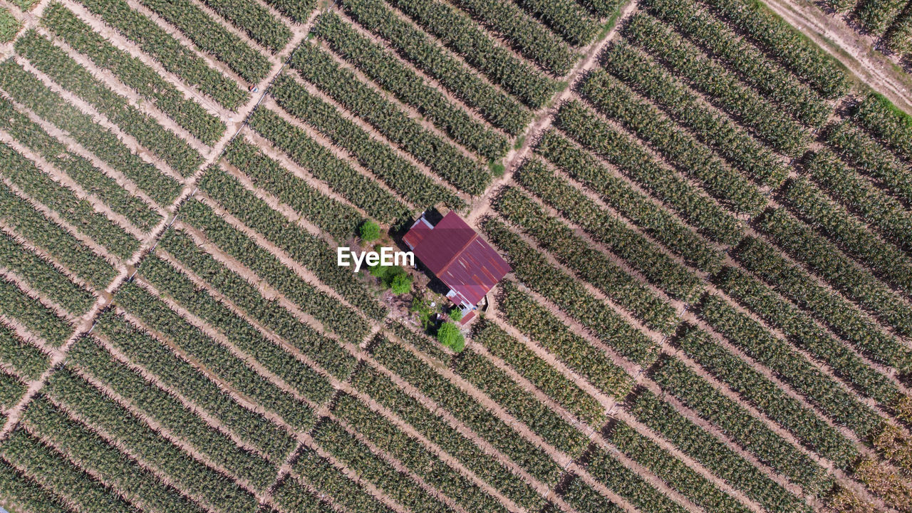 HIGH ANGLE VIEW OF RICE FIELD