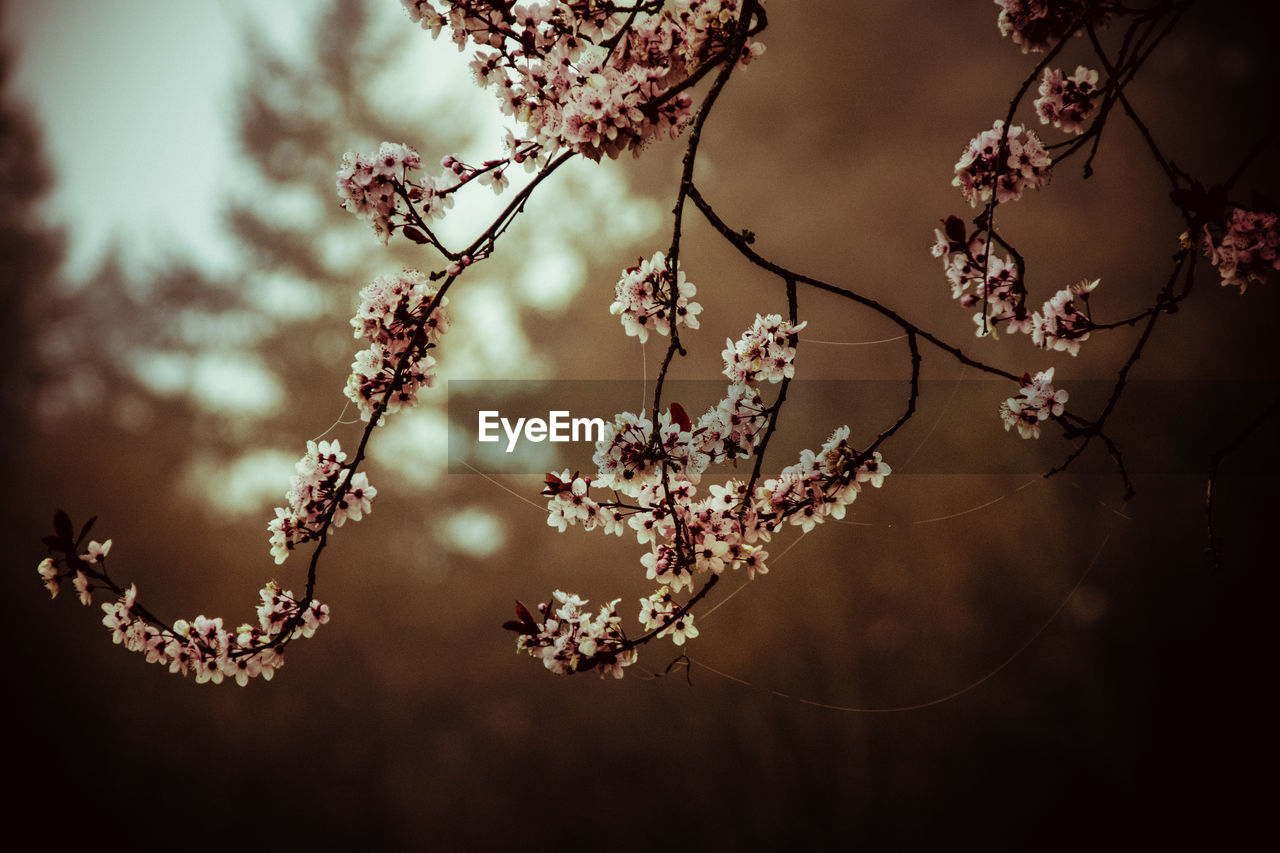 Pink flowers blooming on tree