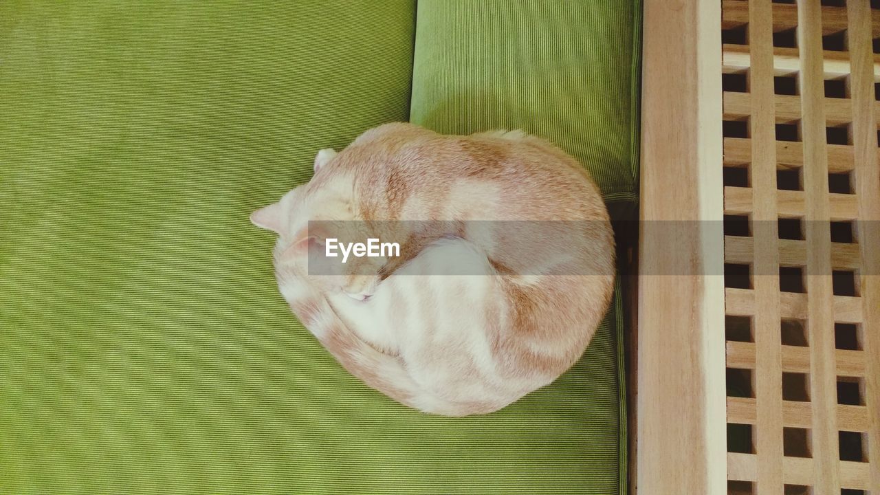 CLOSE-UP OF CAT WITH BLANKET