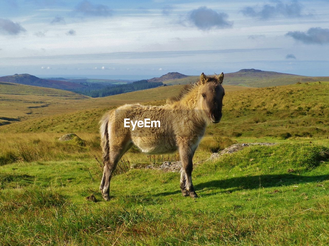 HORSE STANDING IN FIELD