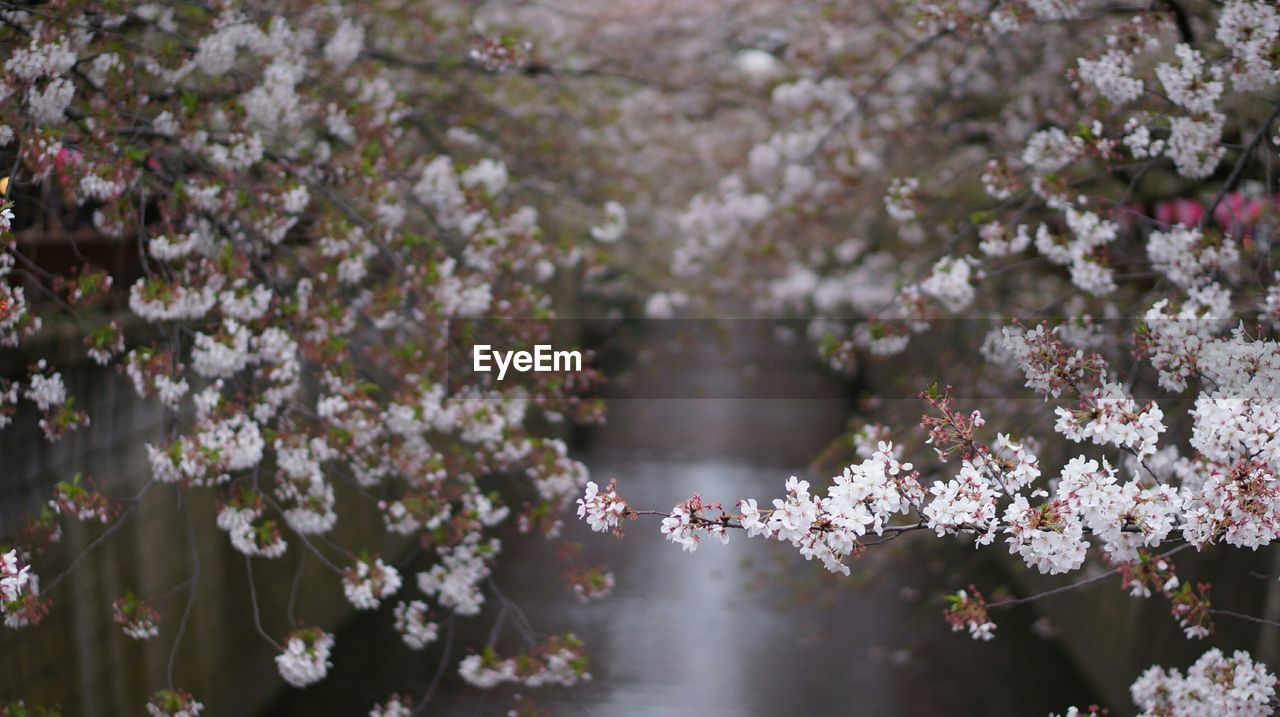 Close-up of cherry blossoms blooming over river