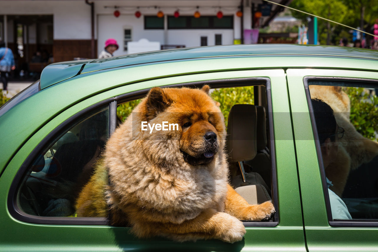 View of dog in car