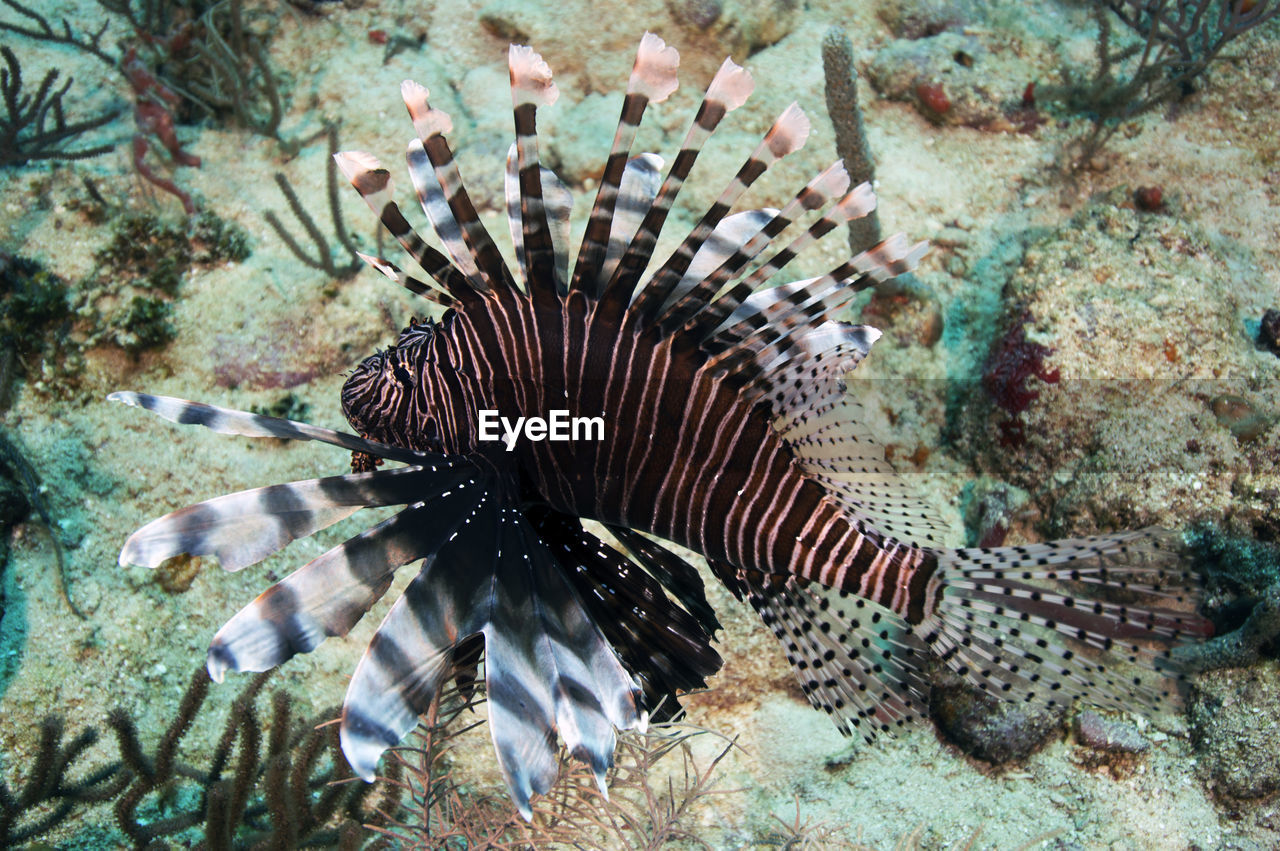 A lionfish in the ocean in roatan, honduras.