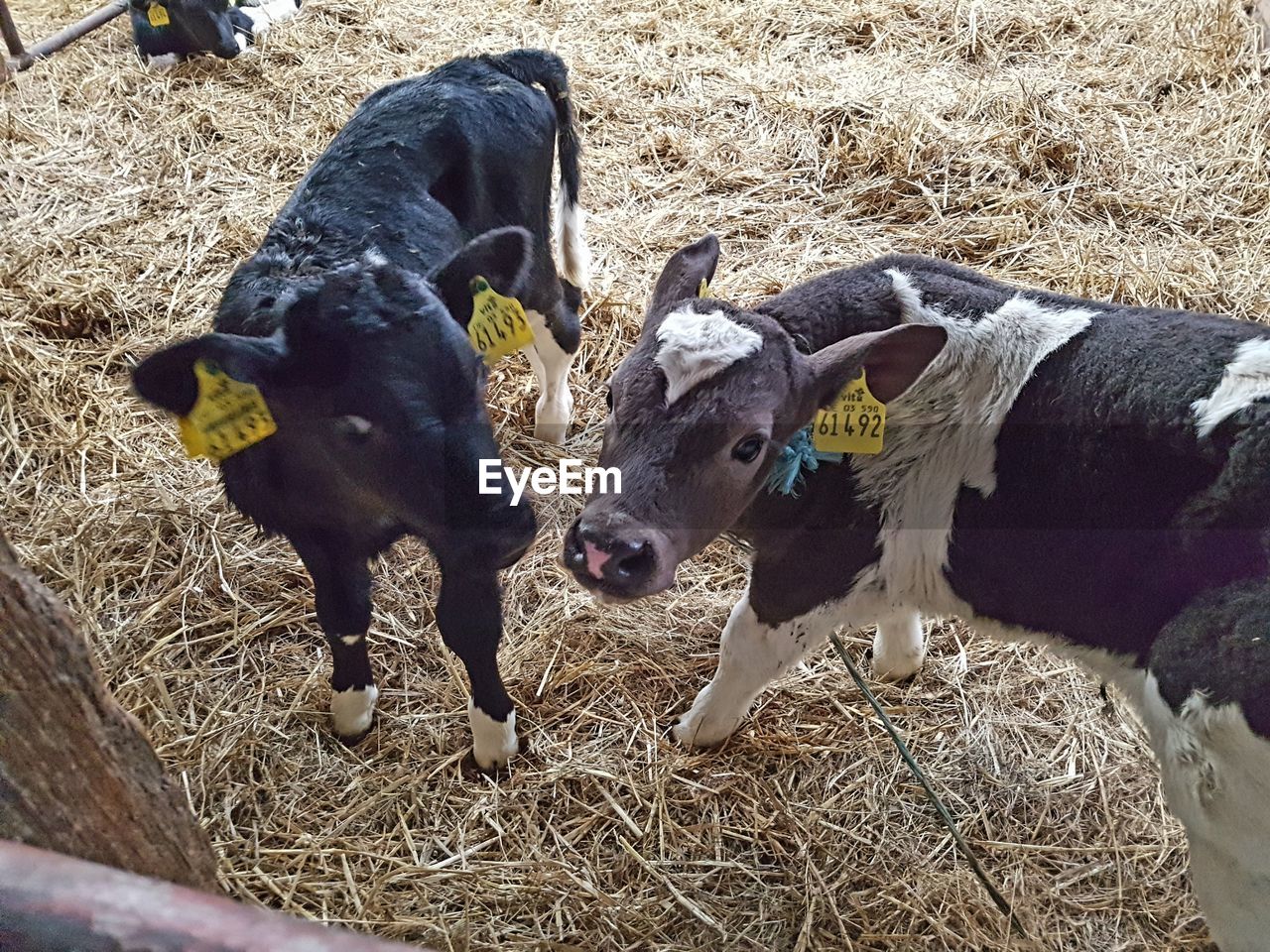 View of baby cows