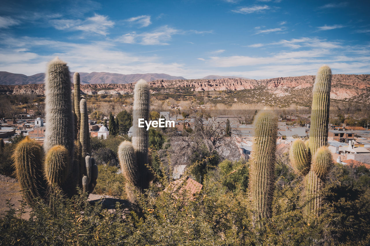 CACTUS PLANTS GROWING AGAINST SKY