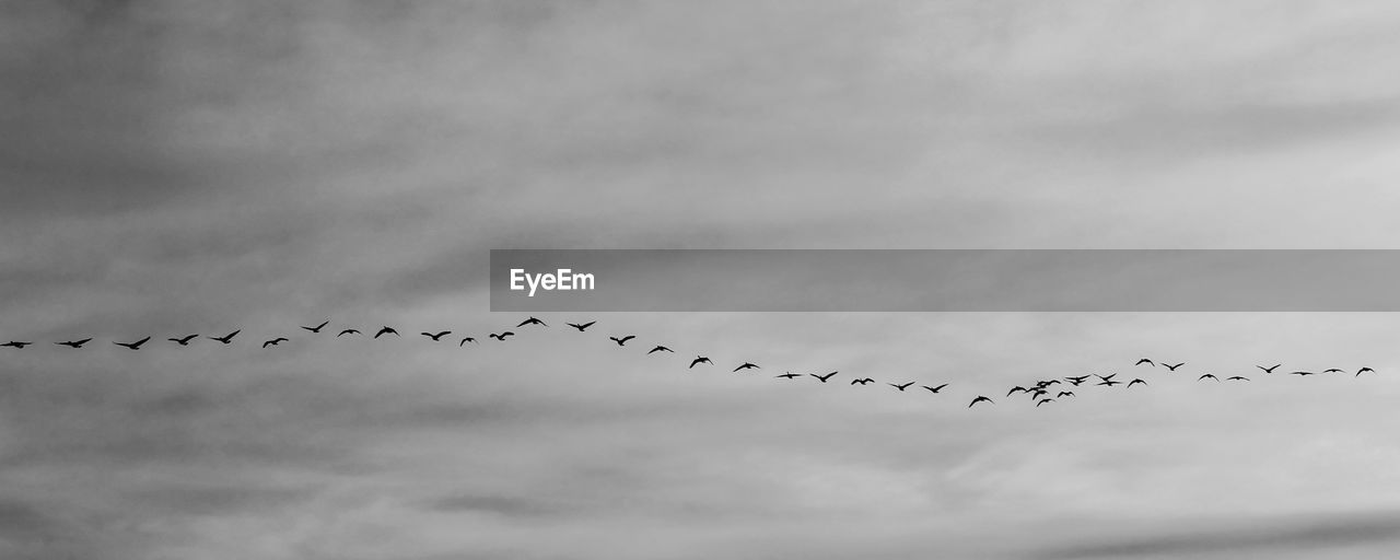 Flock of birds flying against sky