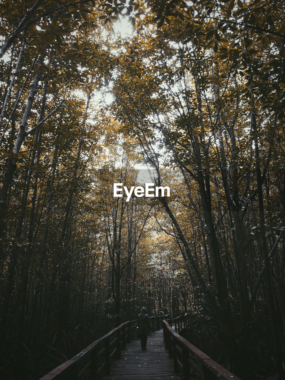 TREES IN FOREST AGAINST SKY