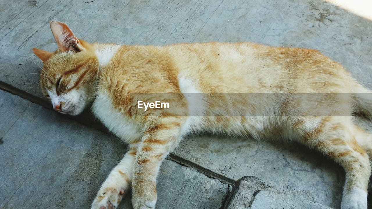 HIGH ANGLE VIEW OF A CAT SLEEPING ON FOOTPATH