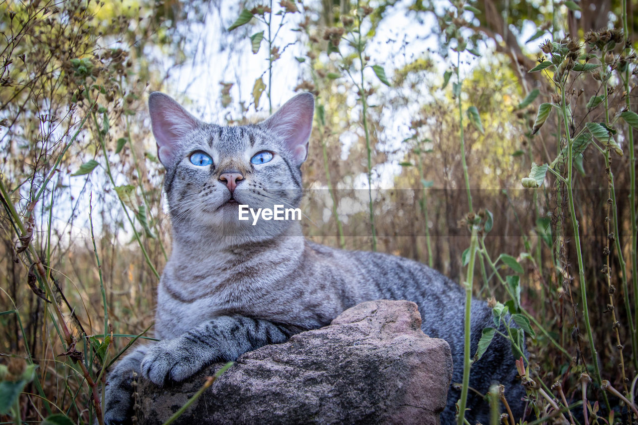 PORTRAIT OF A CAT