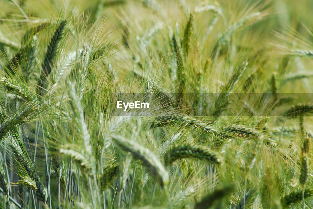 A symbol of spring an nature's rebirth green wheat closeup with plants filling the frame