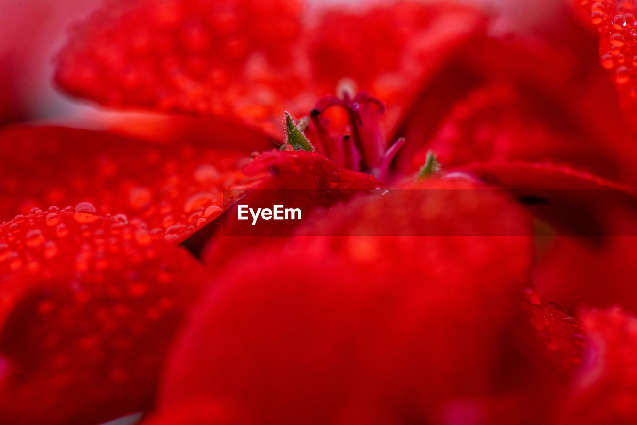 Extreme close up of red flower