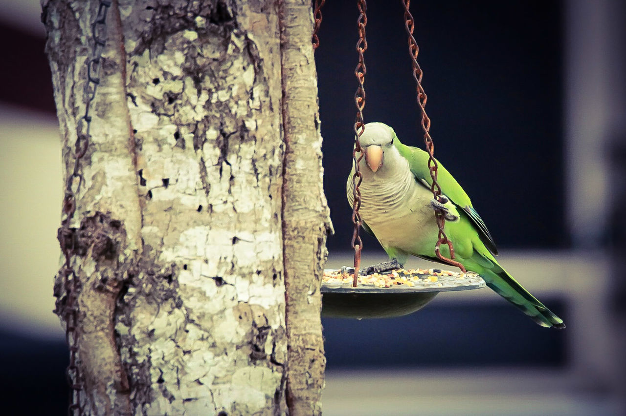 BIRD PERCHING ON TREE TRUNK