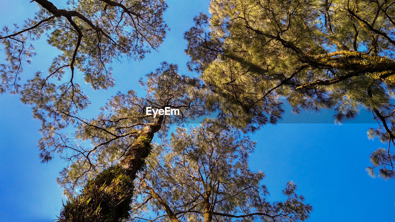 LOW ANGLE VIEW OF TREE AGAINST CLEAR BLUE SKY