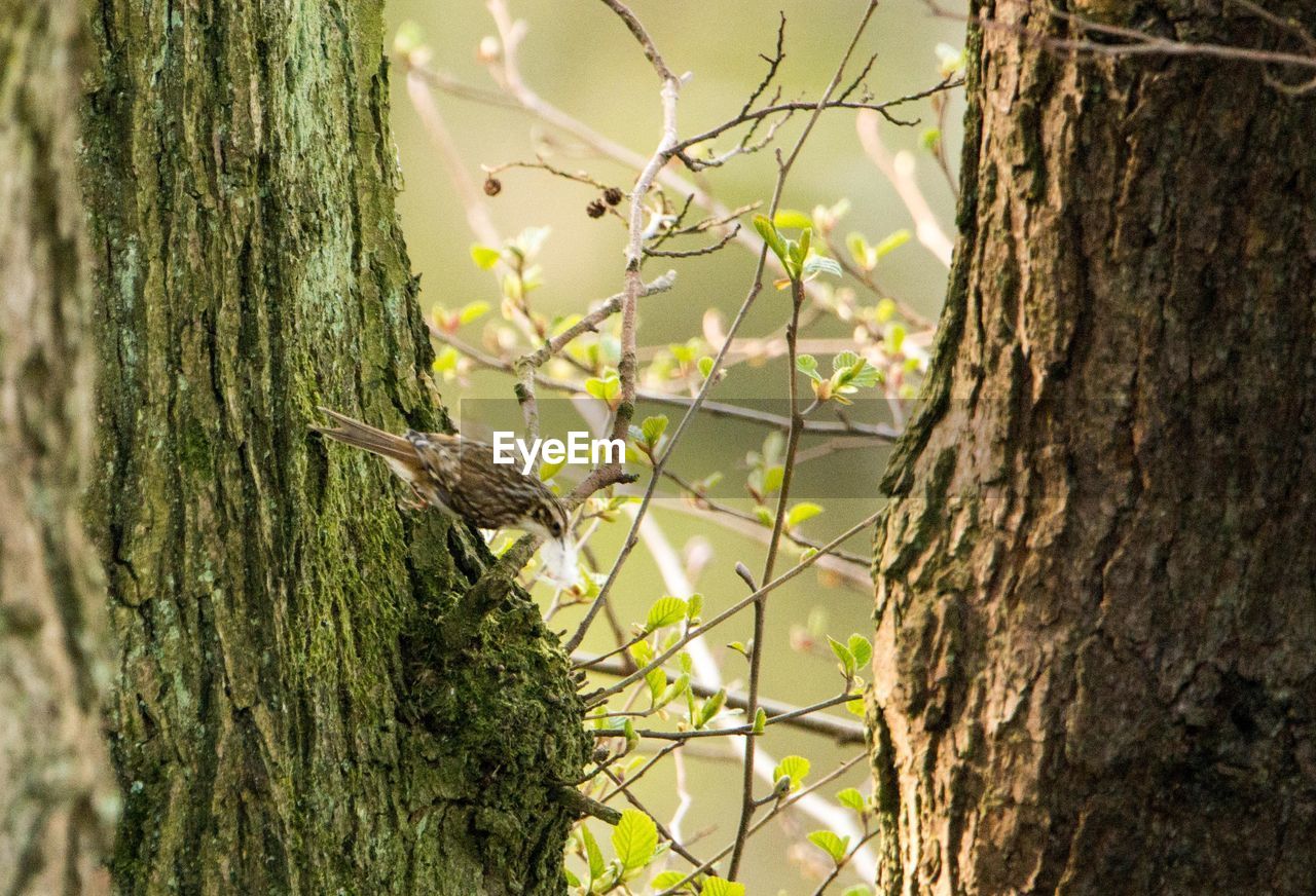 tree, plant, trunk, tree trunk, green, nature, branch, animal wildlife, animal themes, animal, leaf, wildlife, no people, one animal, growth, day, outdoors, autumn, focus on foreground, bird, flower, beauty in nature, forest, sunlight, plant bark, land, woodland