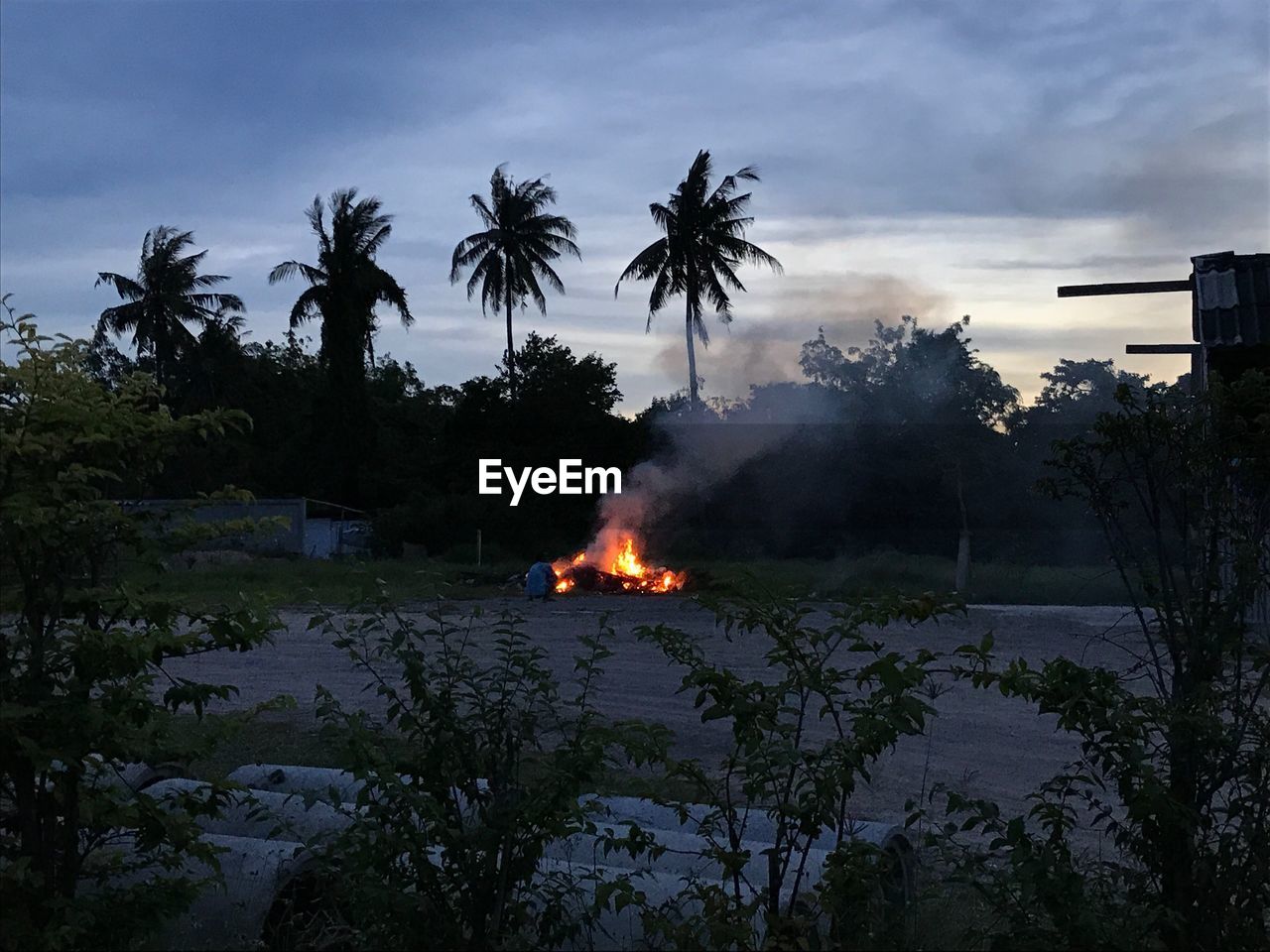 TREES AT NIGHT