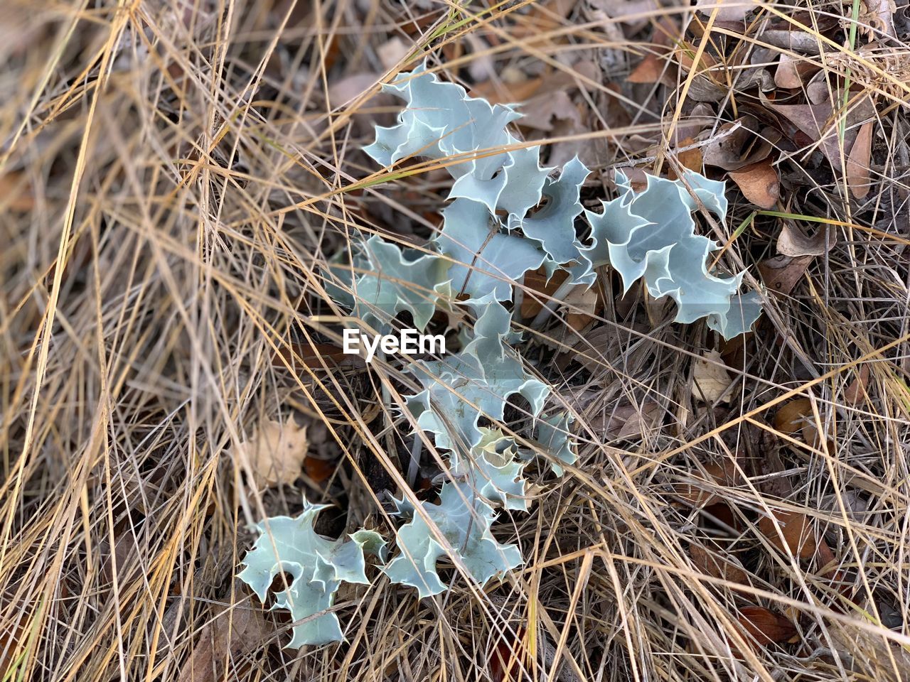 High angle view of dried plant on field