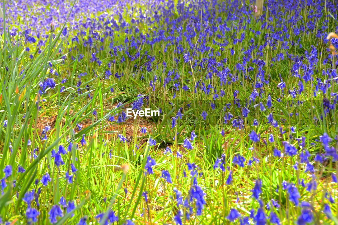 CLOSE-UP OF PURPLE FLOWERING PLANTS