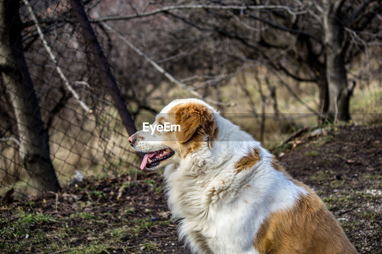 Side view of a dog looking away