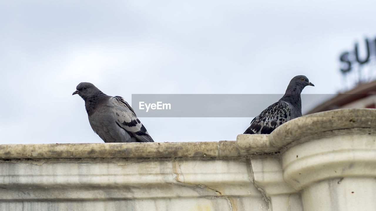 LOW ANGLE VIEW OF BIRD PERCHING ON ROOF AGAINST SKY