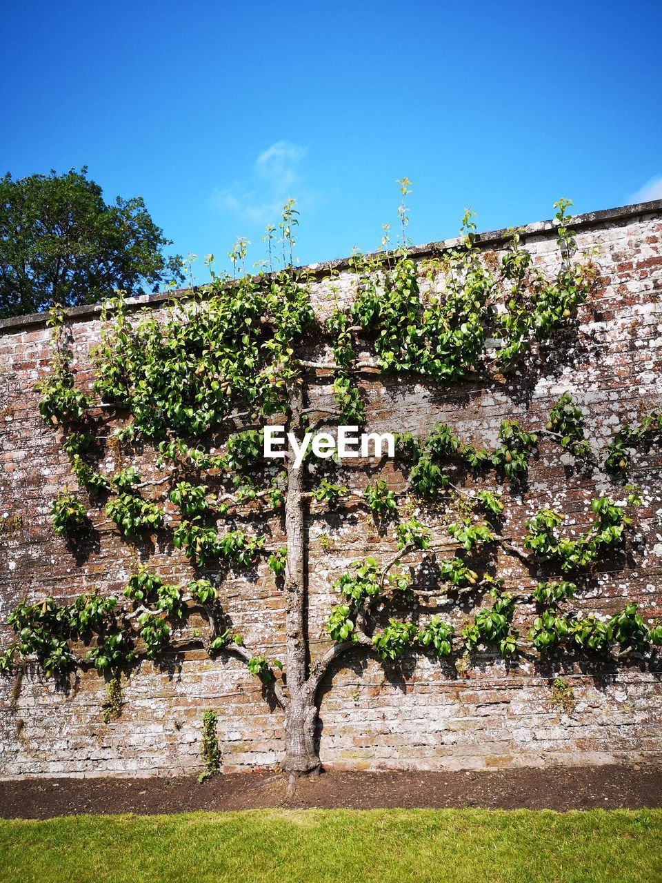 LOW ANGLE VIEW OF PLANTS GROWING AGAINST WALL