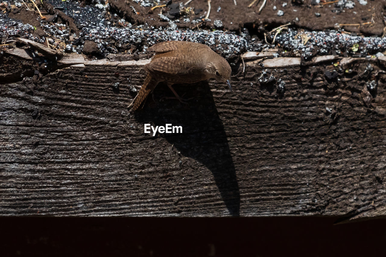 HIGH ANGLE VIEW OF AN ANIMAL ON LAND